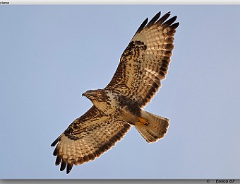 Animali 042